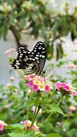 un maravilloso de cerca foto de un estampado mariposa encaramado graciosamente en vibrante flores, demostración apagado el intrincado ala detalle y natural belleza.