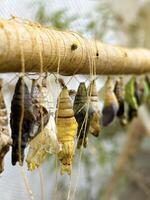 Close-up of multiple butterfly chrysalises during metamorphosis, hanging from a branch, showcasing the transformation stages photo