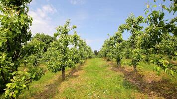en stor äpple fruktträdgård. äpple träd är planterade i en rad. panorama av ett äpple fruktträdgård. video