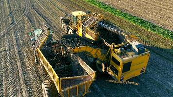 Aerial view Harvesting sugar beet in an agricultural field video