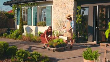 A woman florist buys plants. Florist shop selling plants and herbs for landscape design. Buying and selling plants video