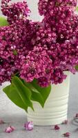 primavera floraciones de cerca exploración de Fresco lila flores en Mañana ligero video