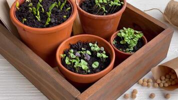 Pots with various vegetables seedlings. video