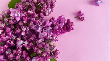 floreciente lilas desplegado en un suave rosado antecedentes en primavera video