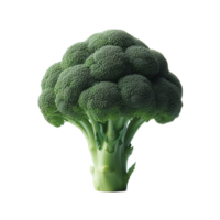 Single piece of organic green raw broccoli on isolated transparent background png