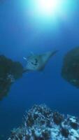 uma manta raio nada sobre uma coral recife video