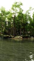 un cuerpo de agua con arboles en el antecedentes video