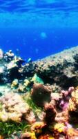 An underwater view of a colorful coral reef video