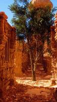 une arbre est croissance en dehors de le ruines de une bâtiment video