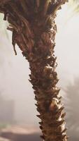 une proche en haut de une paume arbre avec une lot de feuilles video