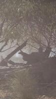 förtjusande eukalyptus lund omfamnade förbi mystisk dimma video