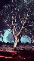 chuchotement secrets, une majestueux eucalyptus bosquet des stands grand sur Terre video