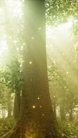 un bosque lleno con un montón de arboles cubierto en luciérnagas video