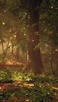 un' foresta pieno con molte di alberi e luci video