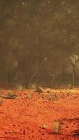 natures tapisserie, une primitif Toile dévoilement le énigmatique australien buisson video