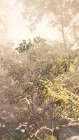 brumeux tropical forêt baigné dans lumière du soleil video
