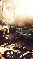 Sunlight Filtering Through Fog in Tropical Forest video