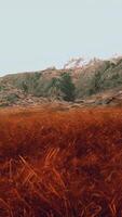 gräs- fält med majestätisk bergen video