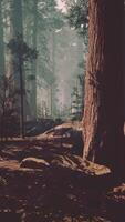 sequóia floresta, majestoso alta árvores dentro encantador madeiras video