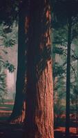 maestoso sequoia foresta con torreggiante alberi video