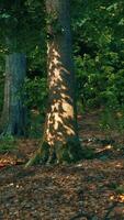 une forêt avec beaucoup de des arbres et feuilles sur le sol video