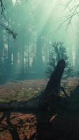 maestoso sequoia foresta con torreggiante alberi video