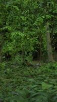 un' lussureggiante verde foresta pieno con molte di alberi video