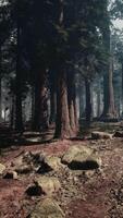 majestoso sequóia floresta com abundante árvores e pedras video