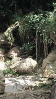 grand rochers dans forêt clairière video