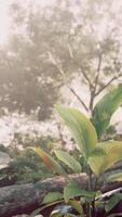 petit plante émergente de Roche dans jungle video