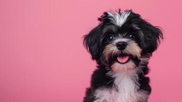 Portrait of a cute Shi-Tsu puppy on a colored background. Neural network photo