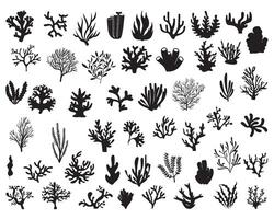 Coral and seaweed plants silhouette on white background vector