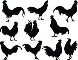 Rooster silhouette on white background vector