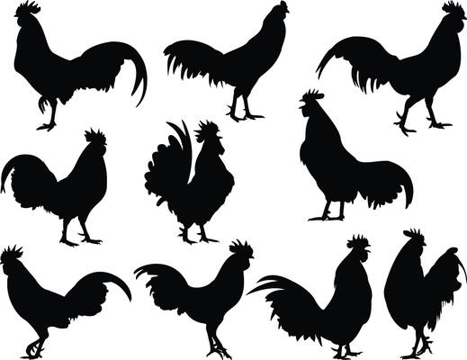 Rooster silhouette on white background