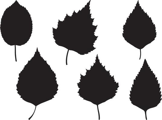 Birch leaf silhouette on white background