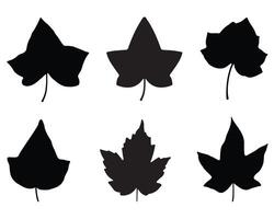 ivy leaf silhouette on white background vector