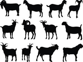 Goats silhouette on white background vector