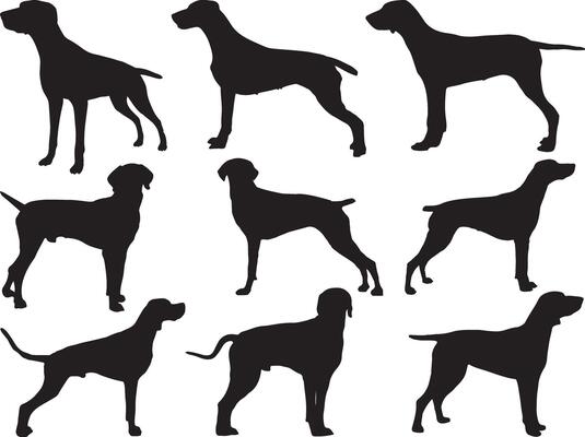Pointer dogs silhouette on white background