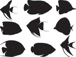 Anglefish silhouette on white background vector