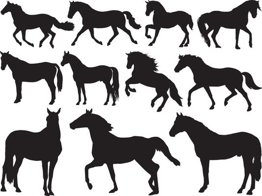 Horses silhouette on white background
