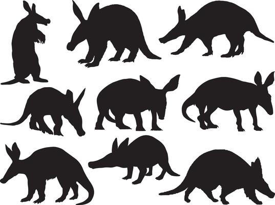 Aardvark silhouette on white background