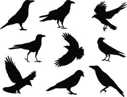 Crow silhouette on white background vector