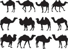 camellos silueta en blanco antecedentes vector