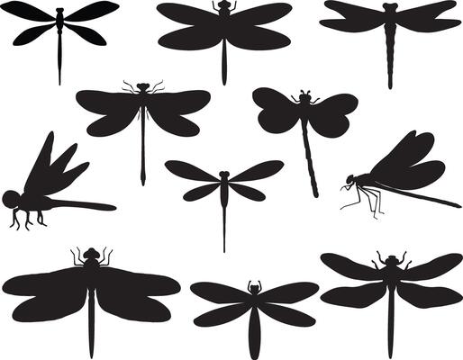 Dragonfly silhouette on white background