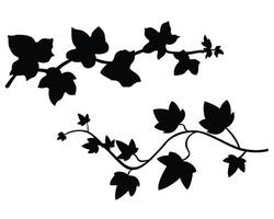 Ivy branches silhouette on white background vector