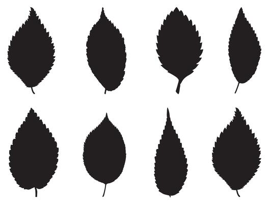 Elm leaf silhouette on white background