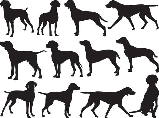 Vizsla dogs silhouette on white background