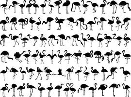 Flamingo silhouette on white background vector