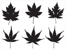 Japanese maple leaf silhouette on white background vector