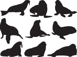 Walrus silhouette on white background vector